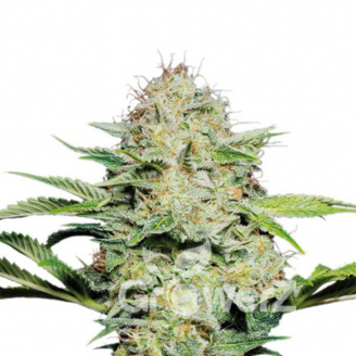 Super Lemon Haze Auto Fem.