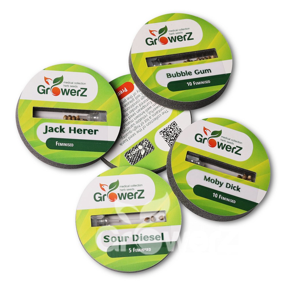 Northern Lights Fem.