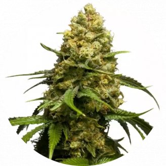 Купить семена марихуаны Super Skunk Fem. Купить семена марихуаны Super Skunk Fem.