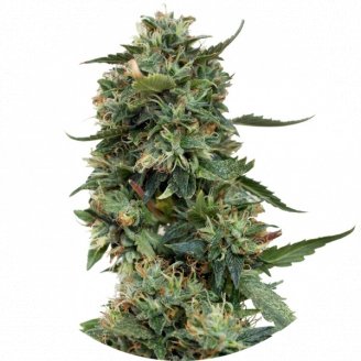 Купить семена марихуаны LSD Fem. Купить семена марихуаны LSD Fem.