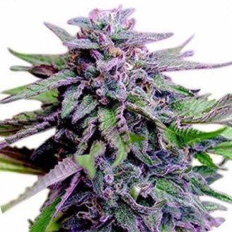 Купить семена марихуаны Blueberry Jack Auto Fem. Купить семена марихуаны Blueberry Jack Auto Fem.