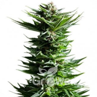 Power Flower Auto Fem.