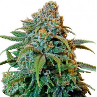 Купить семена марихуаны Thai Haze Auto Fem. Купить семена марихуаны Thai Haze Auto Fem.