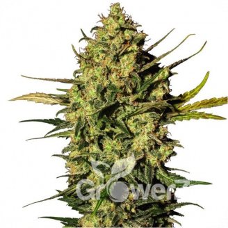 Power Plant Auto Fem.