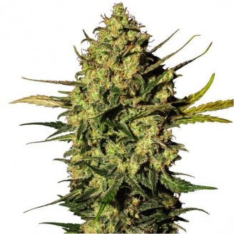 Купить семена марихуаны Power Plant Auto Fem. Купить семена марихуаны Power Plant Auto Fem.