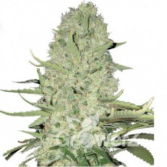 Mexican Kush Auto Fem.