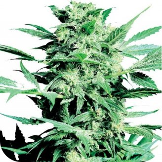 Купить семена марихуаны Poison Kush Auto Fem. Купить семена марихуаны Poison Kush Auto Fem.