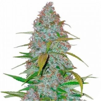 Купить семена марихуаны Californian Snow Auto Fem. Купить семена марихуаны Californian Snow Auto Fem.