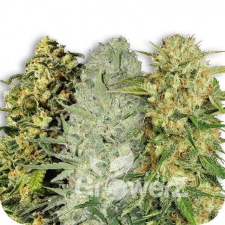 Sativa Mix #3 Auto Fem.