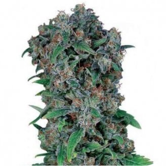 Купить семена марихуаны Gagarin Fem. Купить семена марихуаны Gagarin Fem.