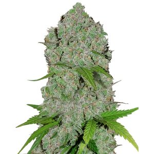 Купить семена марихуаны Gorilla Cookies Auto Fem. Купить семена марихуаны Gorilla Cookies Auto Fem.
