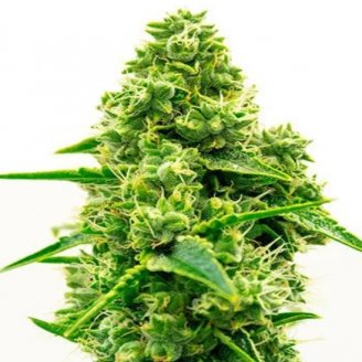 Купить семена марихуаны Kali Mist Auto Fem. Купить семена марихуаны Kali Mist Auto Fem.