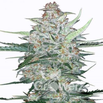 Do-Si-Dos Cookies Auto Fem.