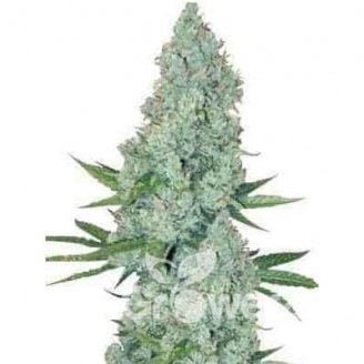 Johnny Cage Auto Fem.