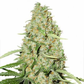 Купить семена марихуаны Speed + Auto Fem. Купить семена марихуаны Speed + Auto Fem.