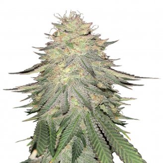 Купить семена марихуаны Dos-Vi-Dos Fem. Купить семена марихуаны Dos-Vi-Dos Fem.