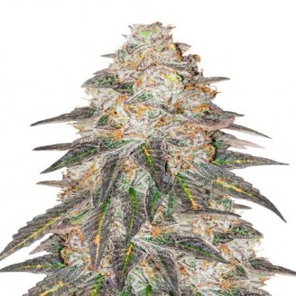 Купить семена марихуаны Grandmommy Purple Fem. Купить семена марихуаны Grandmommy Purple Fem.