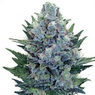 Купить семена марихуаны Cheese Auto Reg.