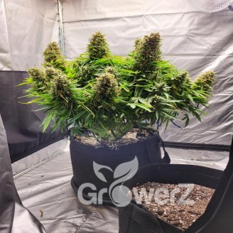 Godzilla Cookies Auto Fem.
