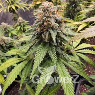 Apple Betty Auto Fem.