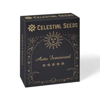 Семена конопли купить сорт Shiskaberry Auto Fem.