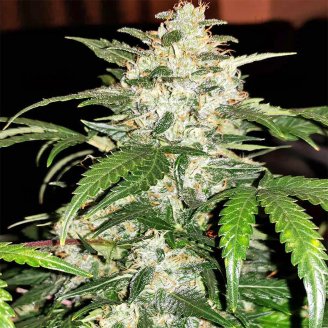 White Widow Auto Fem.