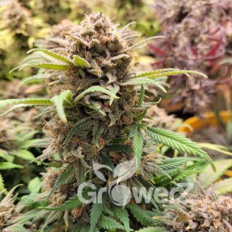 Papaya Cookies Auto Fem.