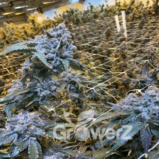 Pound Cake Auto Fem.