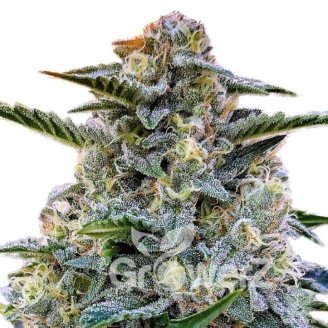 Bruce Banner # Auto Fem.