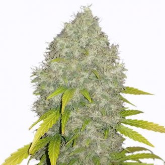 Купить семена марихуаны Gorilla Glue #4 Fem. Купить семена марихуаны Gorilla Glue #4 Fem.