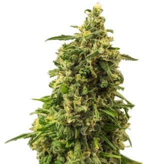 Купить семена марихуаны White Widow XL Fem. Купить семена марихуаны White Widow XL Fem.