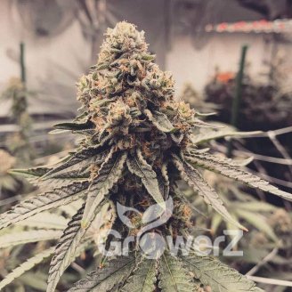 Pink Runtz Auto Fem.