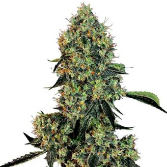 Купить семена марихуаны Eleven Roses Fem. Купить семена марихуаны Eleven Roses Fem.