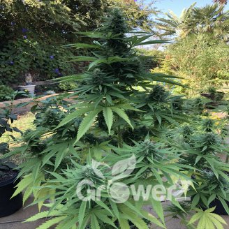 Gorilla Berry Auto Fem.