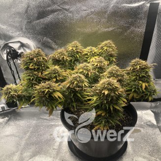 Fat Bastard Auto Fem.