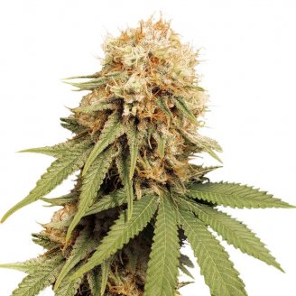 Купить семена марихуаны Permanent Marker Auto Fem. Купить семена марихуаны Permanent Marker Auto Fem.