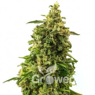 Plushberry Auto Fem.