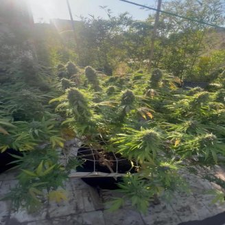 Plushberry Auto Fem.