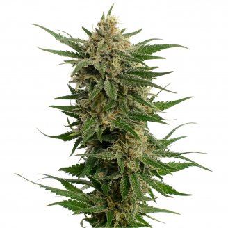 Купить семена марихуаны Critical CBD Auto Fem. Купить семена марихуаны Critical CBD Auto Fem.