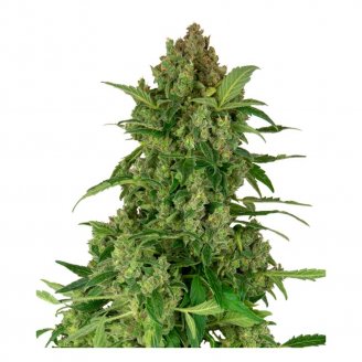 Купить семена марихуаны Gelato CBD Fem. Купить семена марихуаны Gelato CBD Fem.