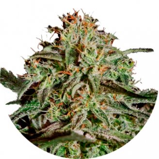Купить семена марихуаны Gelato Auto Fem. Купить семена марихуаны Gelato Auto Fem.