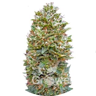 Bubble Gum Auto Fem.